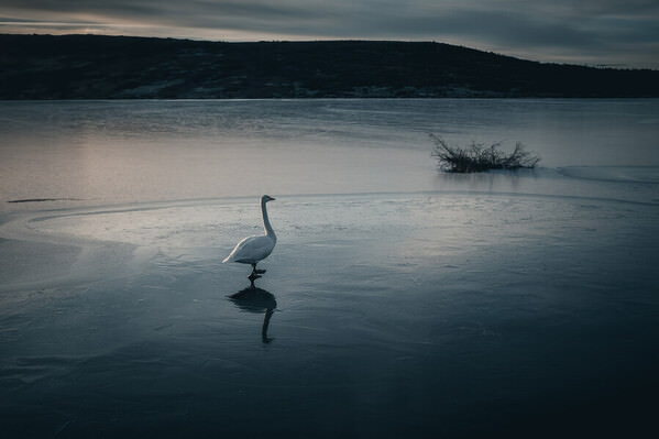 Photograph Bragi Thor Josefsson Swan On A Lake on One Eyeland
