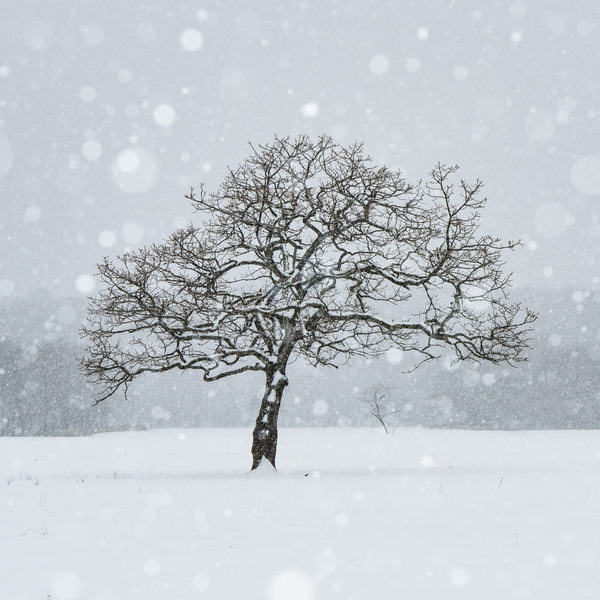Photograph Kazuyuki Toriumi Lone Tree on One Eyeland