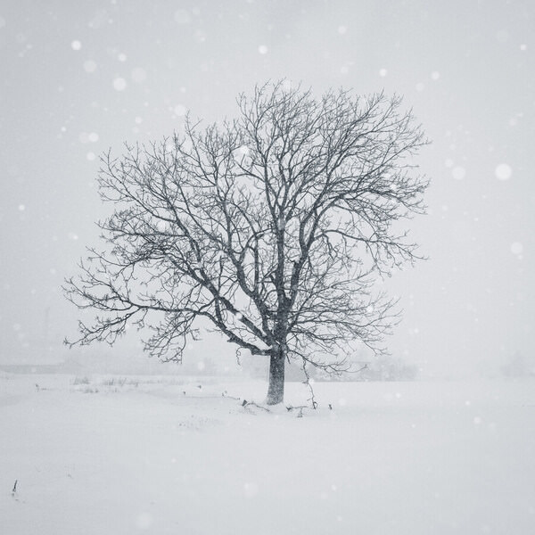 Photograph Kazuyuki Toriumi Lone Tree on One Eyeland