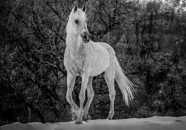 Photograph Armin Abdehou In The Territory Of The King Of Zagros Mountain on One Eyeland