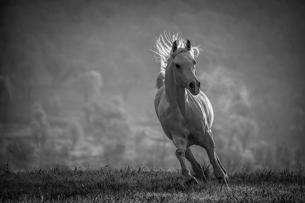 Photograph Armin Abdehou The Horses Of Kurdistan on One Eyeland