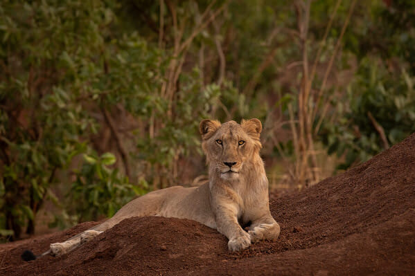 Photograph Ricardo Ferreira The Lion Of Benin With No Mane on One Eyeland