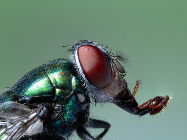 Photograph Nastaran Pourreza Ziabari Fly Super Macrography on One Eyeland