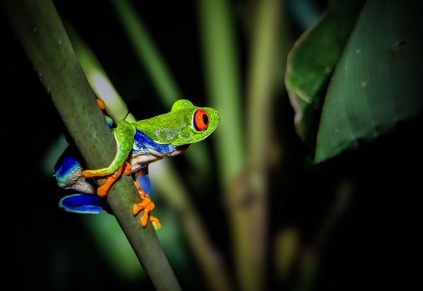 Photograph Pierre De La Saussay Red Green Blue on One Eyeland
