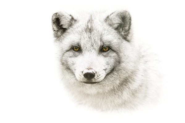 Photograph Jiri Svestka Beauty Eyes Of Arctic Fox on One Eyeland