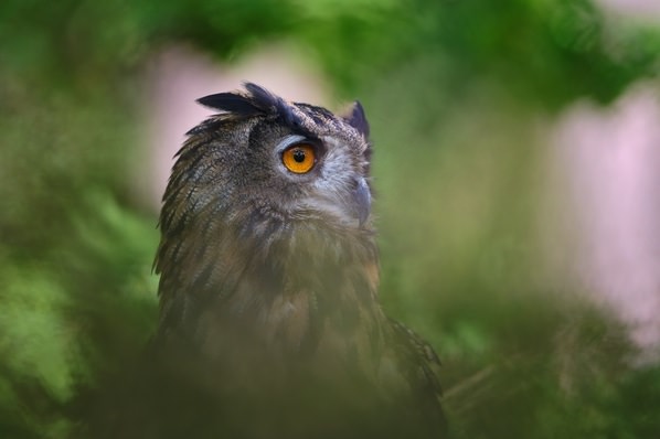 Photograph Jiri Svestka Eyes Of Eagle Owl on One Eyeland
