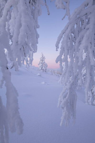Photograph Marita Lönnberg Lonely Tree In Winter Wonderland on One Eyeland