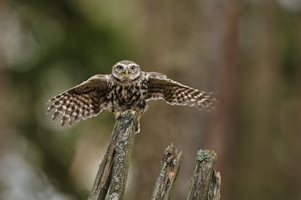 Photograph Jiri Svestka I Am Learning How To Fly on One Eyeland