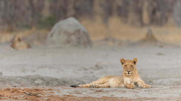 Photograph Stuart Du Toit Curios Sub Adult Lion At Marabou Pan on One Eyeland