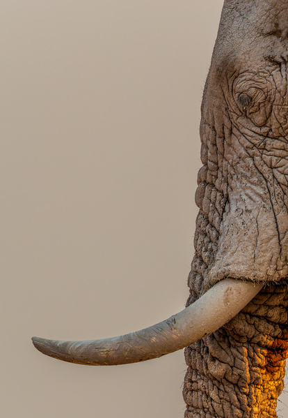 Photograph Stuart Du Toit Casper The Friendly White Elephant on One Eyeland