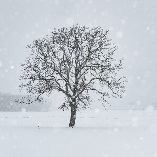 Photograph Kazuyuki Toriumi Lone Tree on One Eyeland