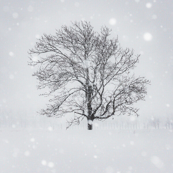 Photograph Kazuyuki Toriumi Lone Tree on One Eyeland