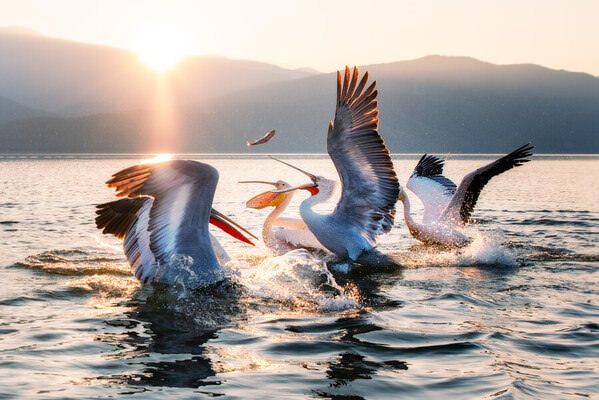 Photograph Nikos Leonov Pelicans On Lake Kerkini In Greece on One Eyeland
