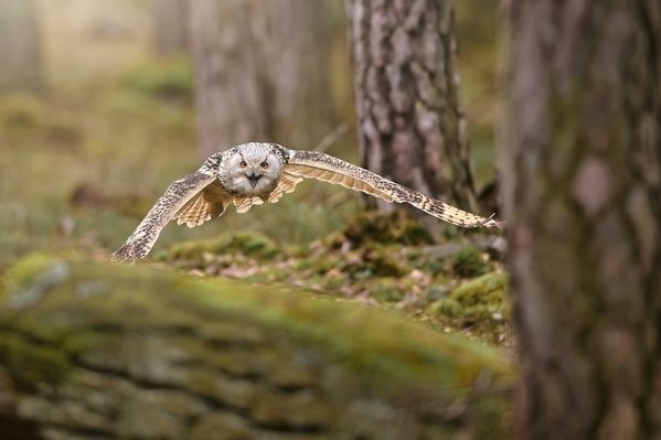 Photograph Jiri Svestka I Am Getting Closer on One Eyeland