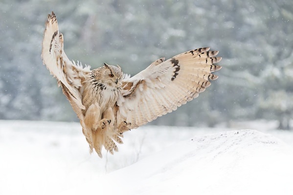 Photograph Jiri Svestka I Am Landing on One Eyeland