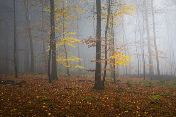 Photograph Benjamin Hoeger Autumn Magic on One Eyeland