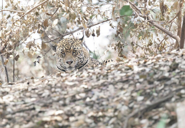 Photograph Luiz Paulo Grinberg Camouflage on One Eyeland