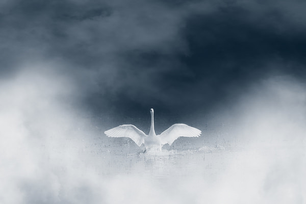 Photograph Shahram Hafezi The Swan Landing on One Eyeland