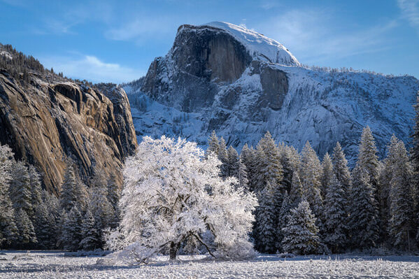 Photograph Joshua Smith Crystaline Tree on One Eyeland