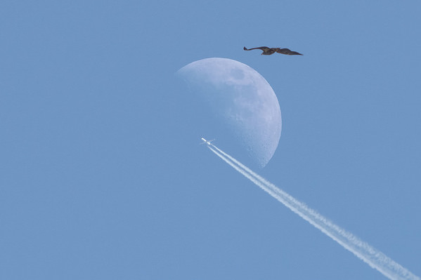 Photograph Andrey Aksenov Flight Of Bird And Glider on One Eyeland