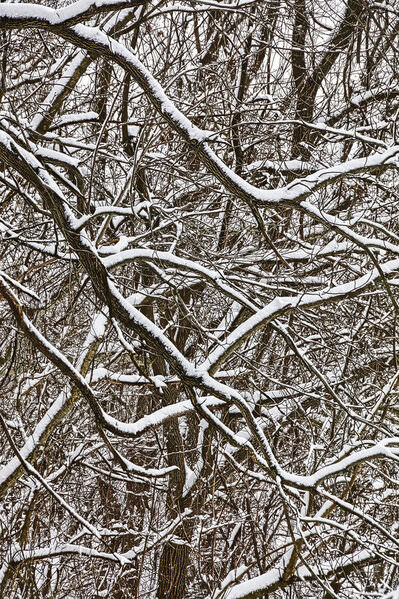 Photograph Larry Hamill Trees on One Eyeland