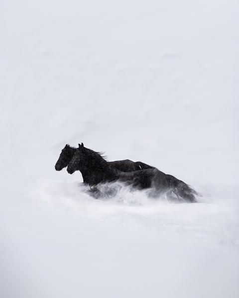 Photograph Penny York Sea Of Snow on One Eyeland