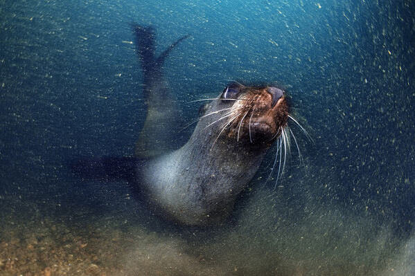 Photograph Gaetano Gargiulo The Worst Dive Buddy on One Eyeland