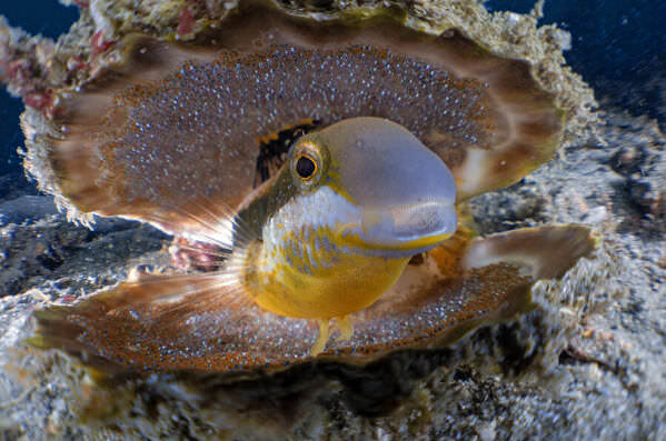Photograph Gaetano Gargiulo Fins Off My Pearls on One Eyeland