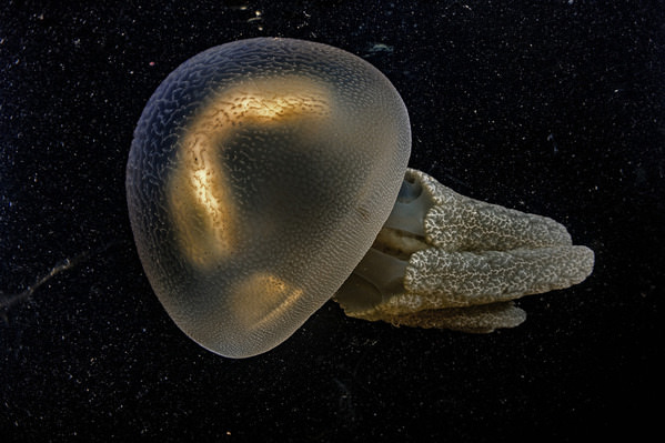 Photograph Gaetano Gargiulo The Spaceship on One Eyeland