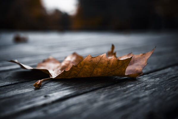 Photograph Ollivier Marc The Last Traces Of Autumn on One Eyeland