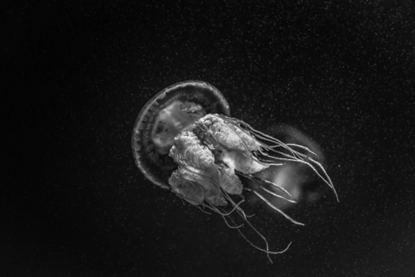 Photograph Ryuta Suzuki Jellyfish on One Eyeland