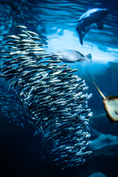 Photograph Aliace Uesan Sardine Tornado on One Eyeland