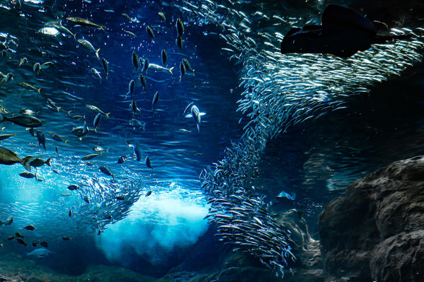 Photograph Aliace Uesan Underwater World on One Eyeland