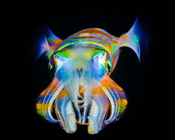 Photograph Andrey Savin Cyberpunk Squid Glow on One Eyeland