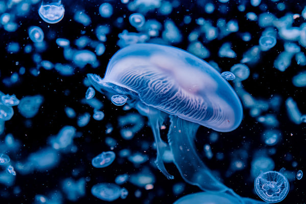 Photograph Aliace Uesan Jellyfish on One Eyeland