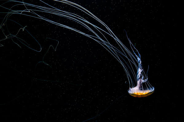 Photograph Aliace Uesan Sea Nettle on One Eyeland