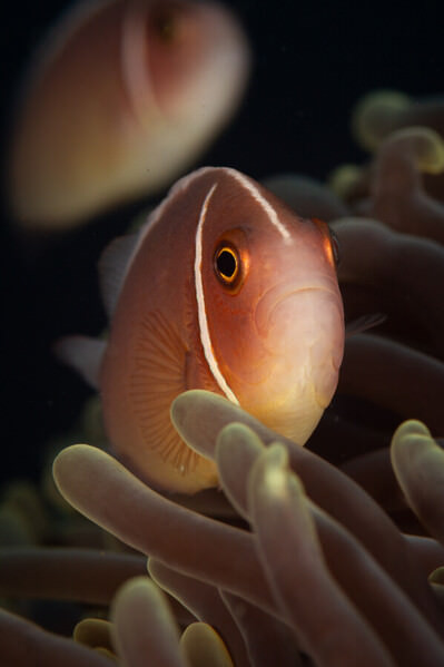 Photograph Ricardo Ferreira Grumpy on One Eyeland