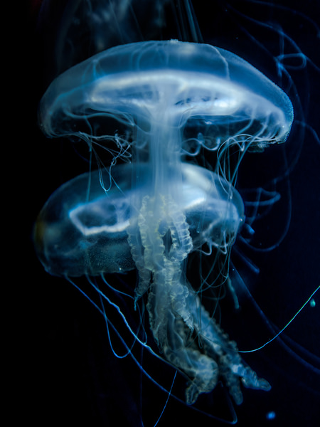 Photograph Aliace Uesan Blue Jellyfish on One Eyeland