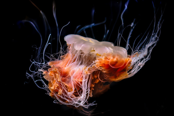 Photograph Aliace Uesan Sinister Jellyfish on One Eyeland