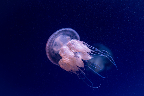 Photograph Ryuta Suzuki Jellyfish on One Eyeland