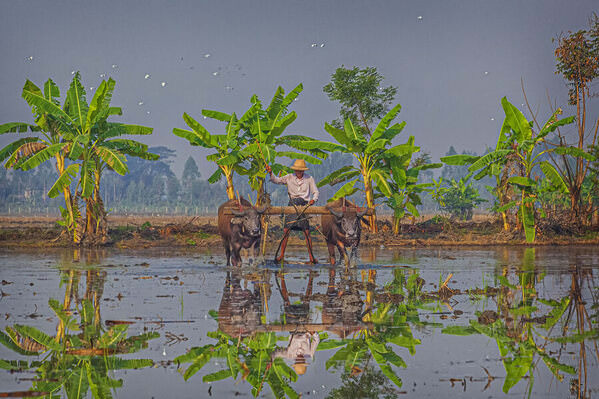 Photograph Kyaw Zay Yar Lin Cultivation on One Eyeland
