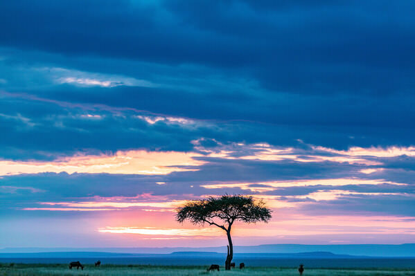 Photograph Antony Trivet Sunset African Impala Antelope Grazing Lone Tree on One Eyeland