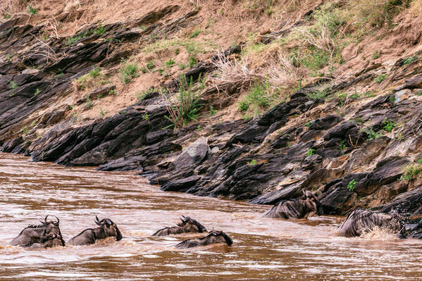 Photograph Antony Trivet Wildebeest Greatest Migration Crossing Mara River Narok Kenya on One Eyeland