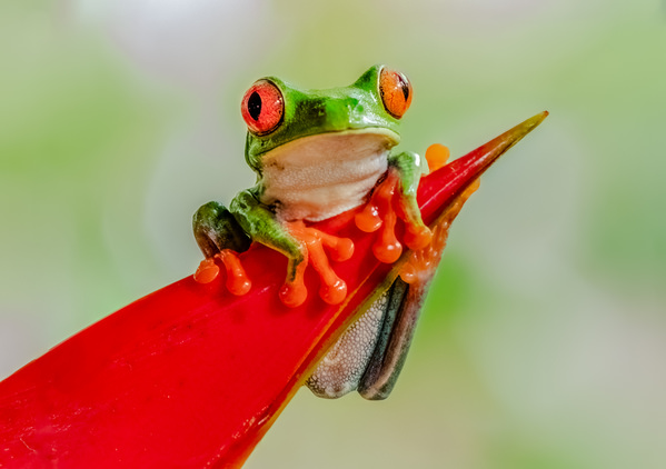 Photograph Benny Chung Tree Frog on One Eyeland