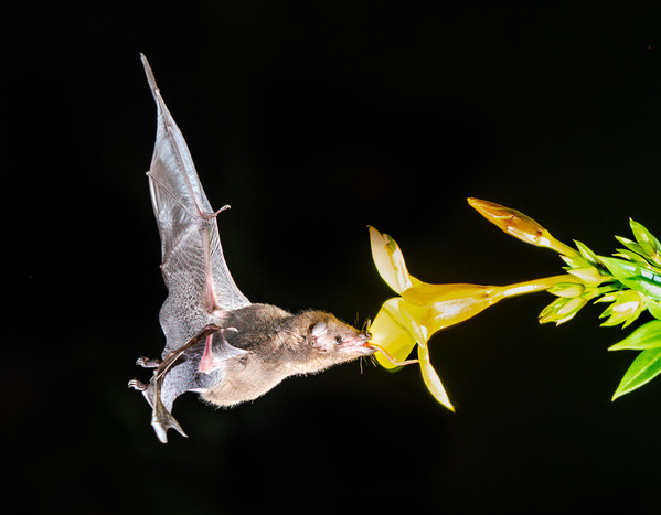 Photograph Benny Chung Dinner Time on One Eyeland
