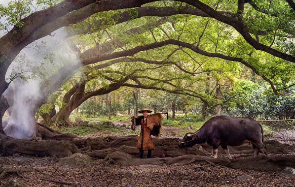 Photograph Liza Kirina Chinese Pastoral on One Eyeland