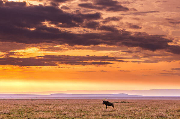 Photograph Antony Trivet Sunrise Loner Wildebeest Wildlife Animal Narok County on One Eyeland