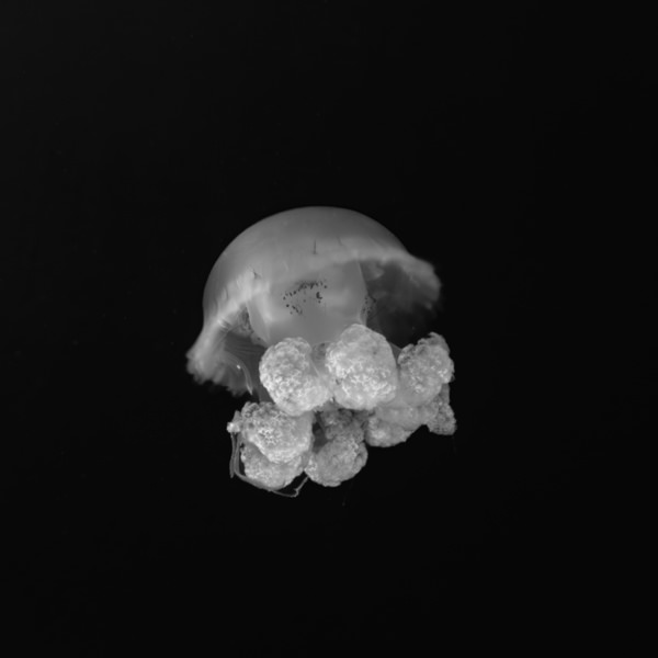 Photograph Ryuta Suzuki Jellyfish on One Eyeland