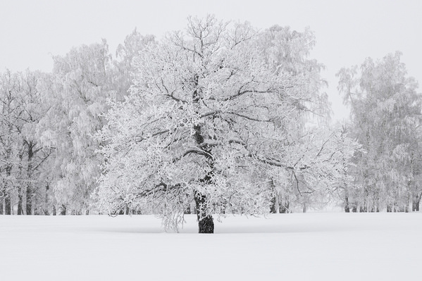 Photograph Tatiana Biriukova Winter Tree on One Eyeland