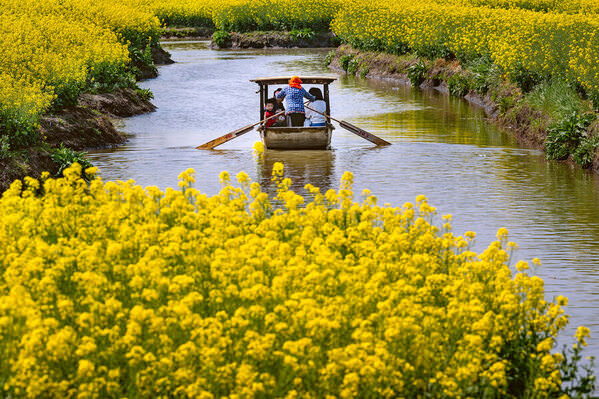 Photograph Liza Kirina Canola Blooming on One Eyeland